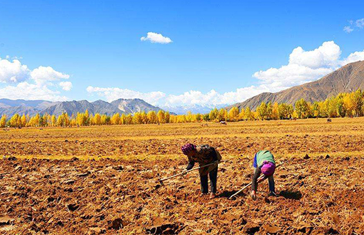 農(nóng)村土地調(diào)查 農(nóng)村土地調(diào)查